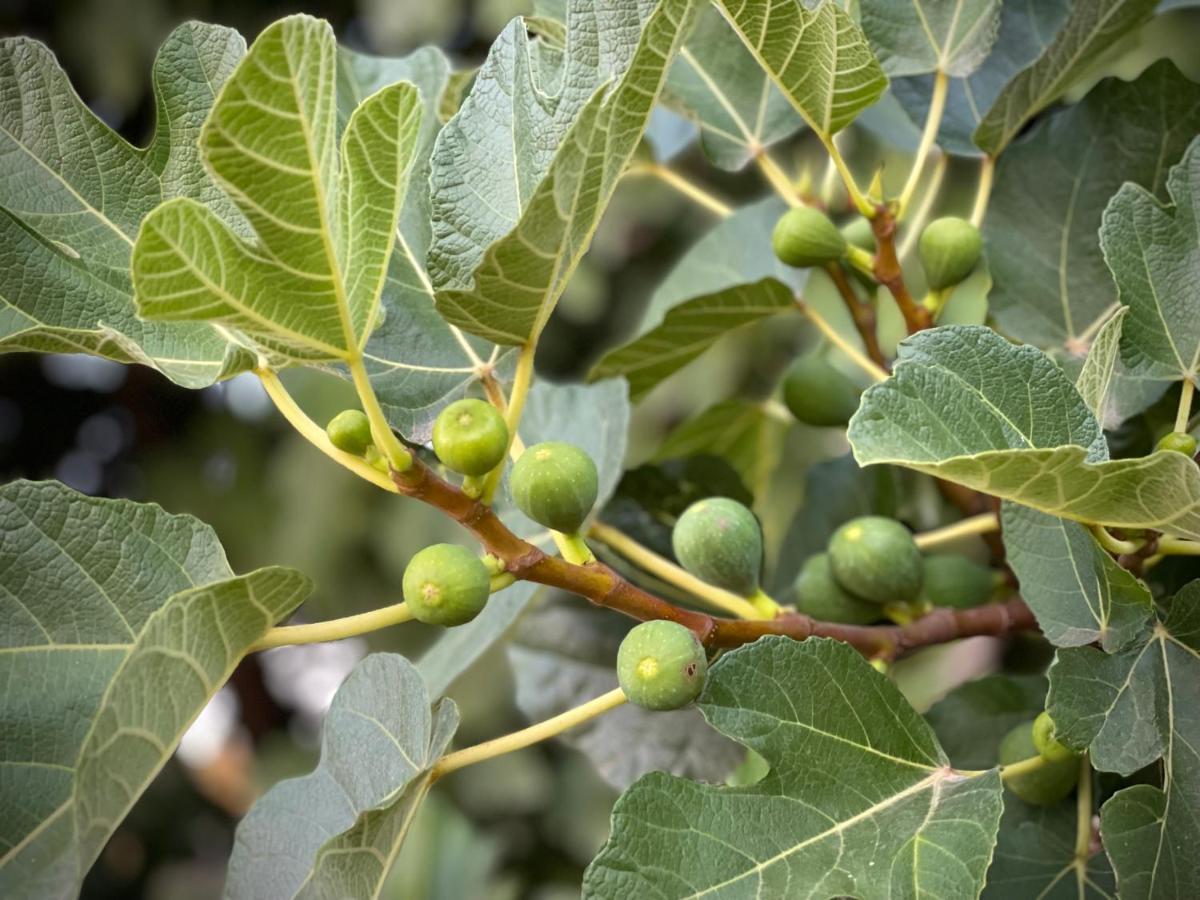 Quinta Do Areal Lägenhet Lousã Exteriör bild