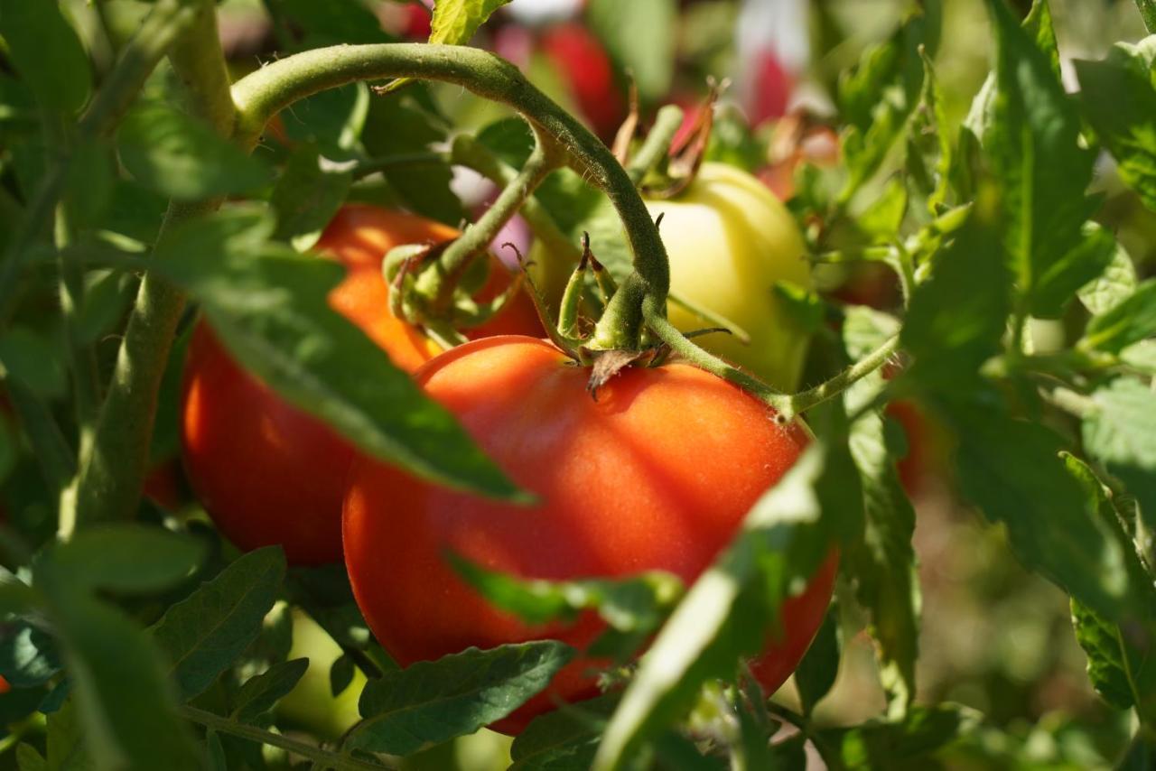 Quinta Do Areal Lägenhet Lousã Exteriör bild
