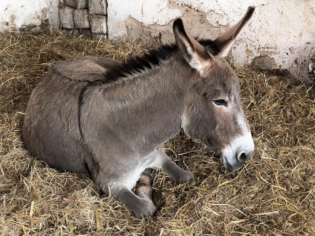 Quinta Do Areal Lägenhet Lousã Exteriör bild