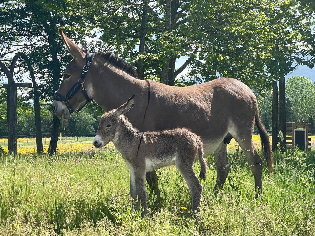 Quinta Do Areal Lägenhet Lousã Exteriör bild